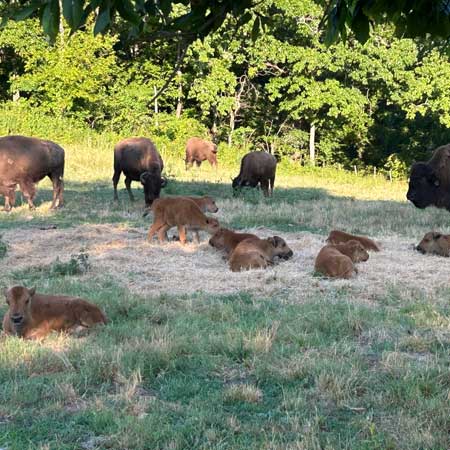 Bison Calves